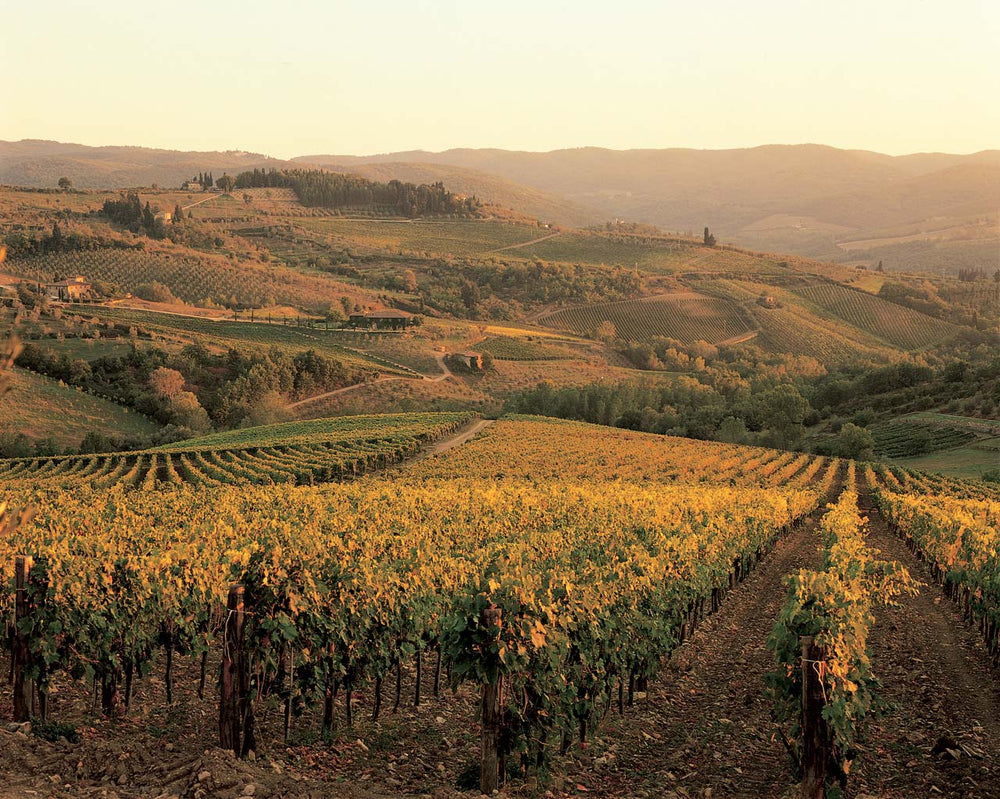 Fontodi Chianti Classico Gran Selezione Vigna del Sorbo 2020