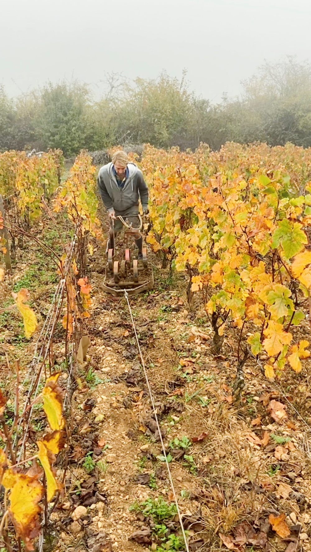 Domaine Dandelion Hautes-Cotes de Beaune 'Nature' Rouge 2020