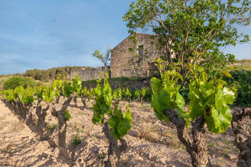 Cellar Pinol 'SA Natura Ecologico' 2017