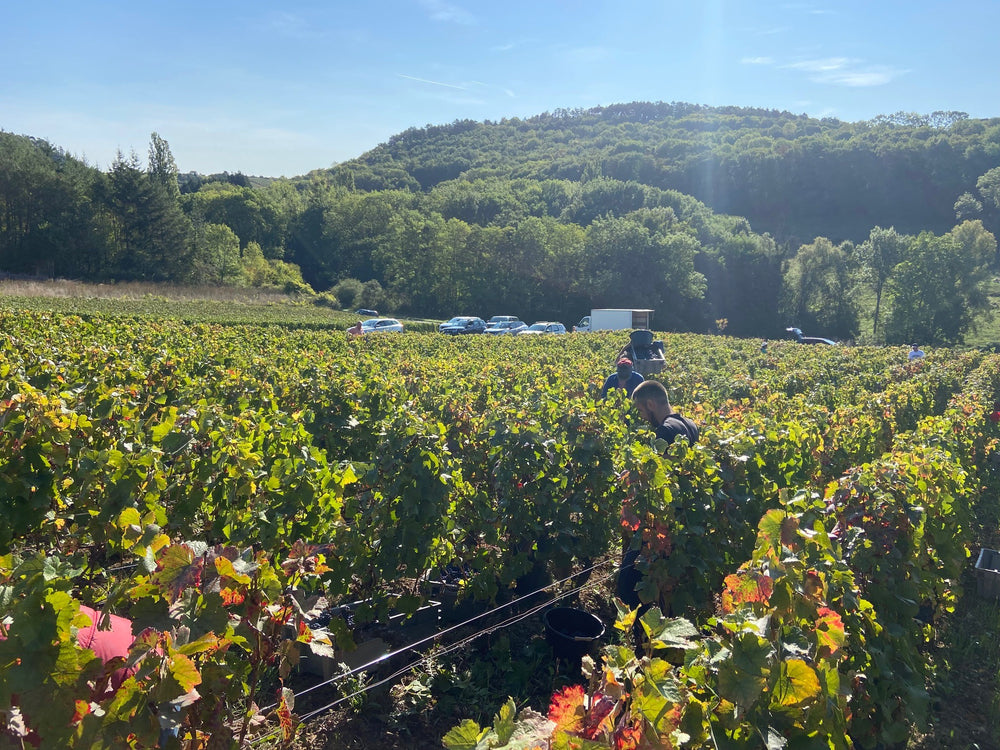 Domaine Dandelion Hautes-Cotes de Beaune 'Sur La Plage' 2023