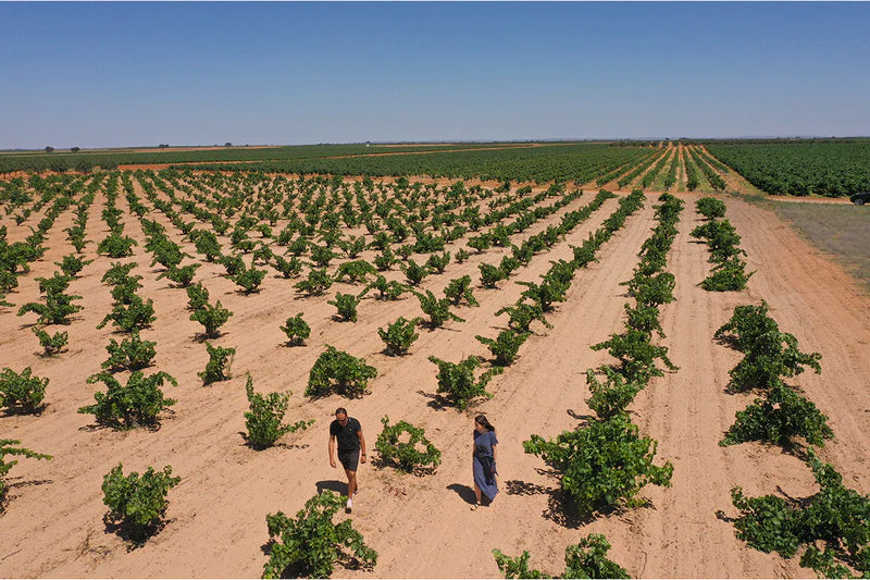 Bodegas Ponce P.F. Bobal 2024